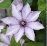 Clematis avatar