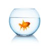 Goldfish avatar