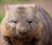 Wombat avatar