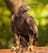 eaglescout avatar