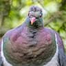 pigeonlover683 avatar
