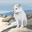 AbearGoupta avatar