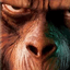 BonoboTTL avatar