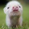 DarthPiglet avatar