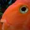 DavidC avatar
