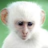 Monke avatar