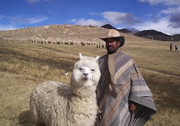 Bolivian_Alpaca avatar