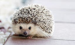Hedgehog avatar