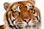 Tiger1 avatar