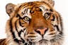 Tiger1 avatar