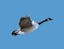 flyinggoose avatar