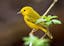 Lemon_bird avatar
